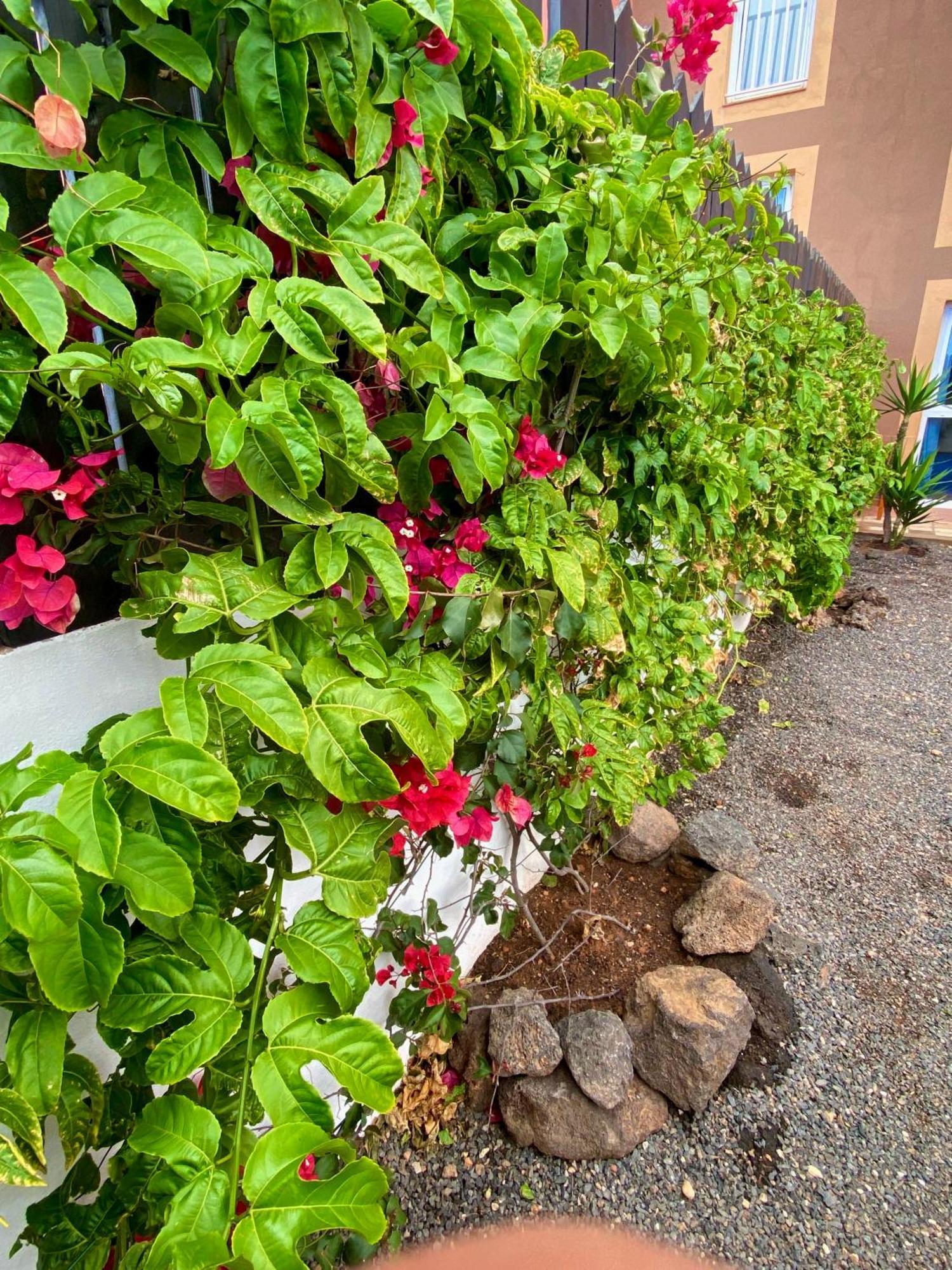 Apartamento Blue Wave House Corralejo La Oliva Exterior foto