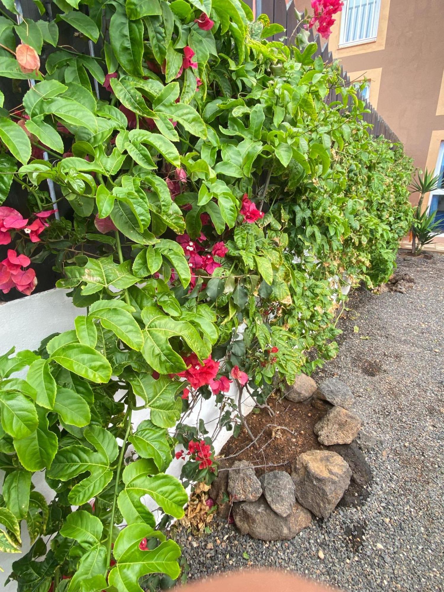 Apartamento Blue Wave House Corralejo La Oliva Exterior foto